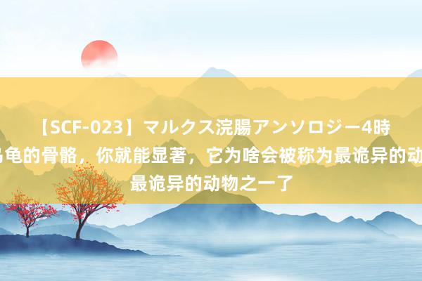   【SCF-023】マルクス浣腸アンソロジー4時間 看完乌龟的骨骼，你就能显著，它为啥会被称为最诡异的动物之一了